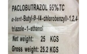 KINH NGHIỆM SỬ DỤNG PACLOBUTRAZOL XỬ LÝ MẬN AN PHƯỚC RA HOA NGHỊCH VỤ ĐẠT HIỆU QUẢ CAO