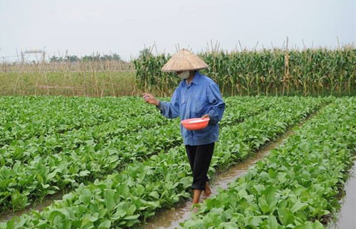 nitrat-hiem-hoa-tu-viec-lam-dung-phan-bon