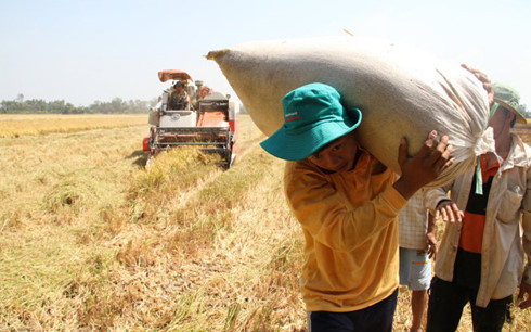 Nông dân quanh năm bán mặt cho đất mà vẫn không khá lên được (Ảnh minh họa: KT)