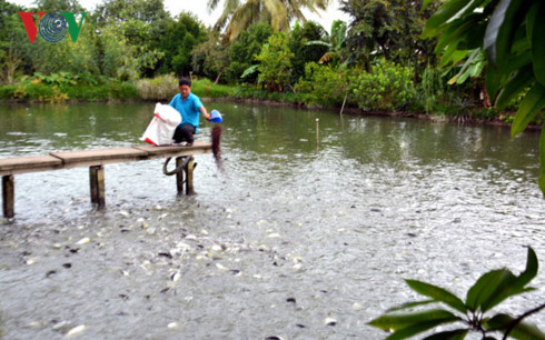Ông Lê Văn Bon chăm sóc ao cá.