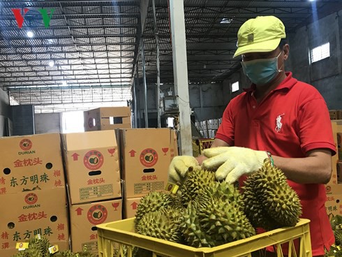 Đắk Lắk: Sầu riêng được mùa, giá cao kỷ lục  - Ảnh 2.