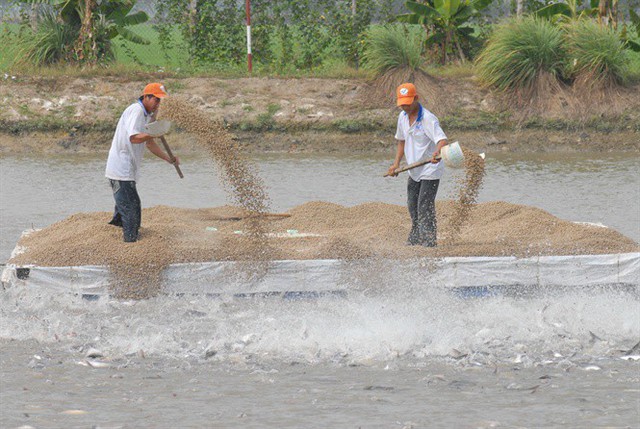 Giá cá tra cao chót vót ngay đầu năm - Ảnh 2.