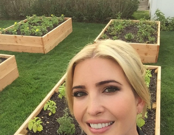 Các loại rau củ được gia đình Ivanka trồng trong những hộp gỗ xinh xắn, dễ quy hoạch.