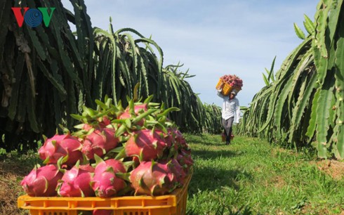 Những tỷ phú chân đất nhờ trồng thanh long - Ảnh 3. Những tỷ phú chân đất nhờ trồng thanh long - Ảnh 3.