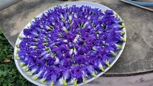 Thứ hoa rụng đầy bờ rào giờ được tiểu thương chợ mạng bán giá gần nửa triệu đồng/kg - Ảnh 4.