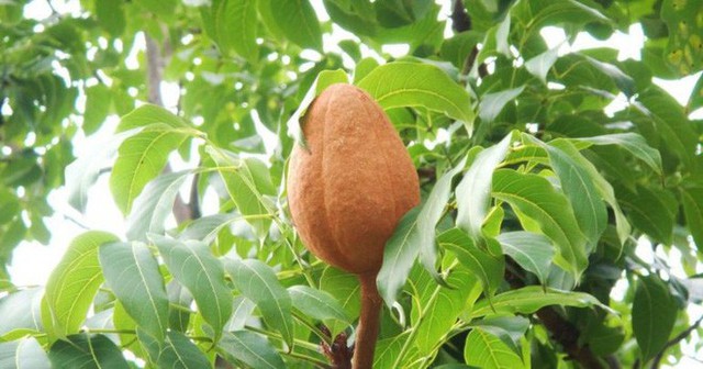 Đông y coi đây là 5 thực phẩm vua giải độc gan tự nhiên: Loại bỏ chất độc làm hỏng gan - Ảnh 6.