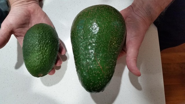 Quả bơ đang chiếm sóng các trang tin nước ngoài có một đặc điểm đúng là vạn người mê - Ảnh 8.