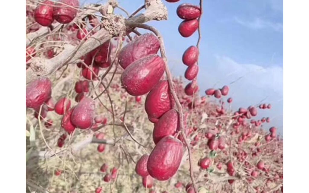 Táo đỏ Tân Cương giúp ngủ lâu hơn và ngon hơn