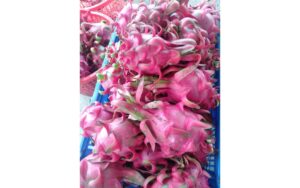 Thanh long đỏ rất tốt, nhưng có 10 điều cấm kỵ mà người mê thanh long phải chú ý