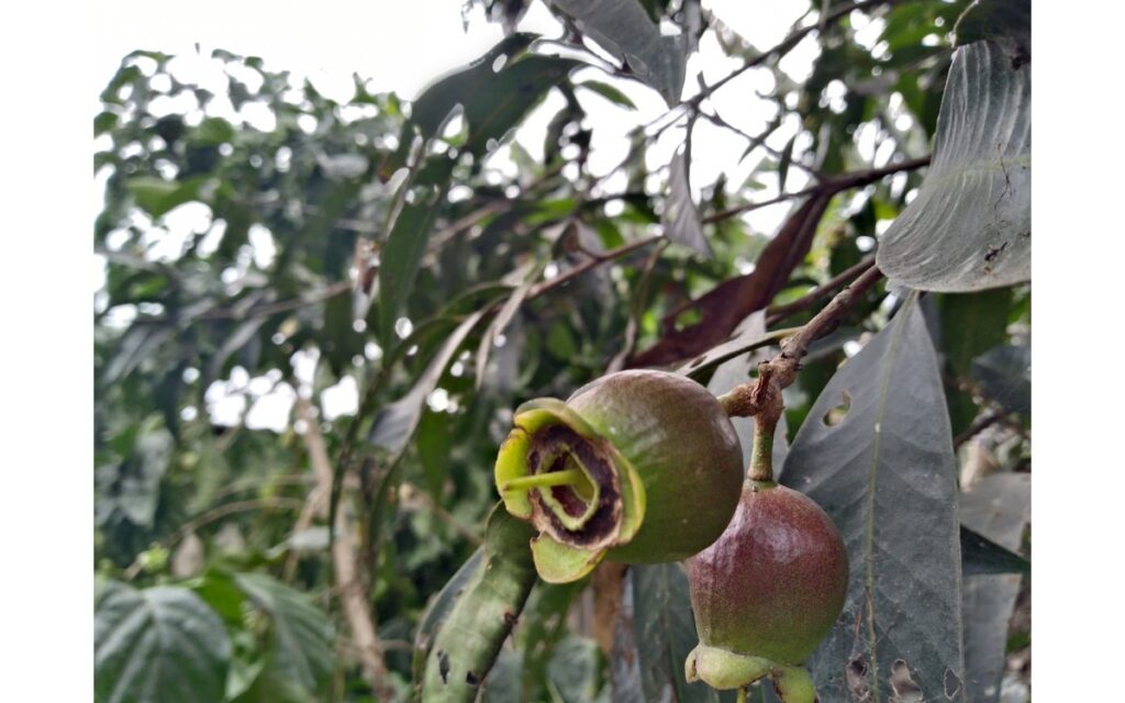 Trái lý - Loại trái cây ngọt thơm thời xưa ai cũng ghiền nhưng giờ gần như đã “mất tăm” ở Việt Nam