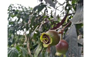 Trái lý - Loại trái cây ngọt thơm thời xưa ai cũng ghiền nhưng giờ gần như đã “mất tăm” ở Việt Nam