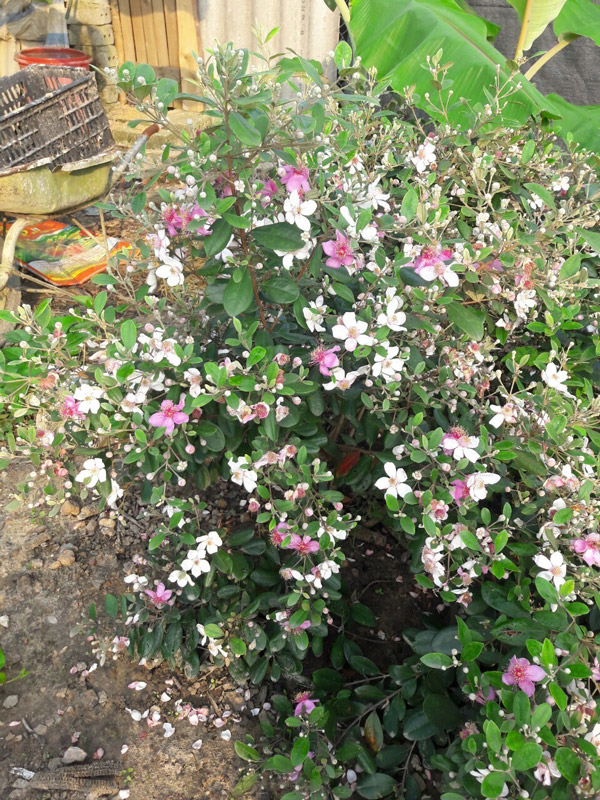 Đem cây dại về trồng để bán, người đàn ông Lạng Sơn thu cả tỷ đồng/năm - 2