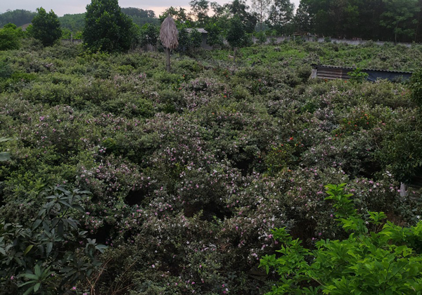 Đem cây dại về trồng để bán, người đàn ông Lạng Sơn thu cả tỷ đồng/năm - 3