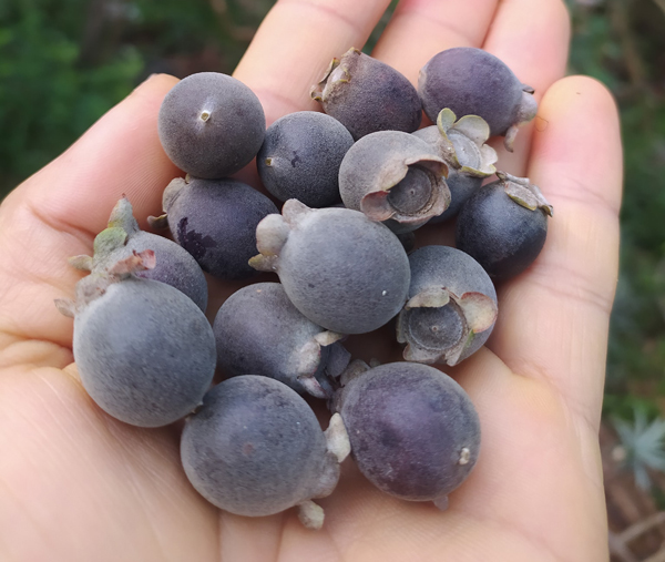 Đem cây dại về trồng để bán, người đàn ông Lạng Sơn thu cả tỷ đồng/năm - 4