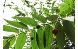 Vì sao thế giới phải trồng thêm nhiều cây xanh?