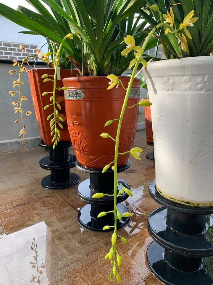 cách tưới nước cho lan kiếm