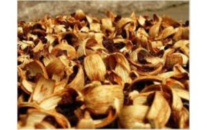 Vị thuốc từ cây cau