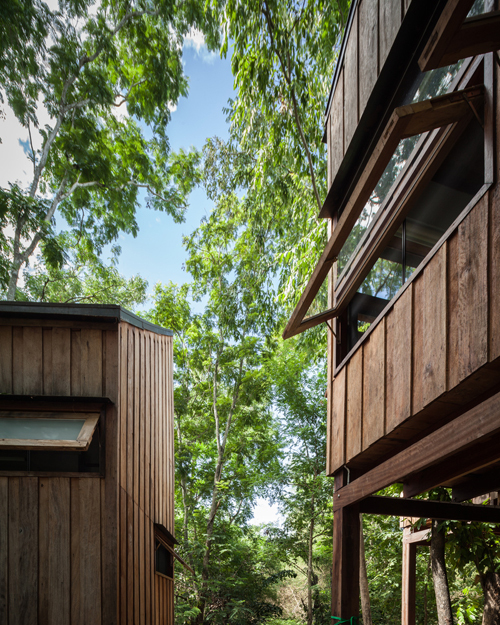 Gia chủ chờ 30 năm để vườn thành rừng rồi mới xây nhà