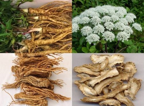 
Cây đương quy có lợi ích với tuần hoàn cơ thể
