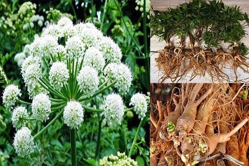 
Cây đương quy được áp dụng trong một số bài thuốc dành cho phụ nữ
