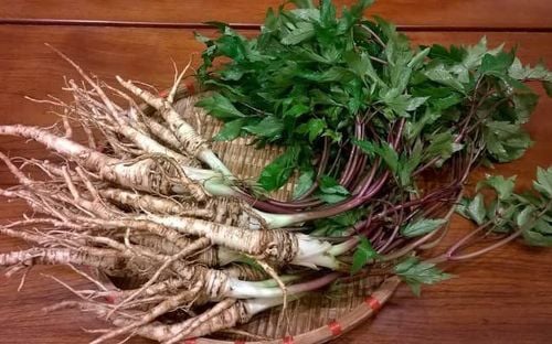 
Cây đương quy có tác dụng gì là thắc mắc của nhiều người bệnh
